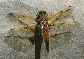Dragonfly earns state title; mosquitoes miffed